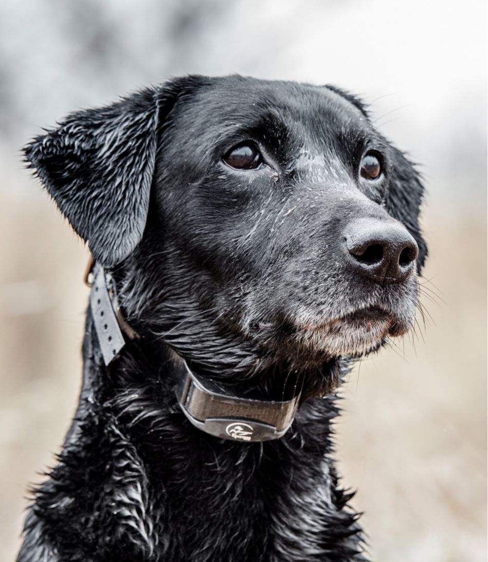 SportDOG Yard Trainer 300 - Image 3
